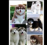 西安热门犬舍常年出售宠物狗 品种齐全 保证健康纯种
