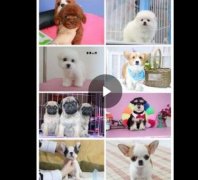 西安热门犬舍常年出售宠物狗 品种齐全 保证健康纯种